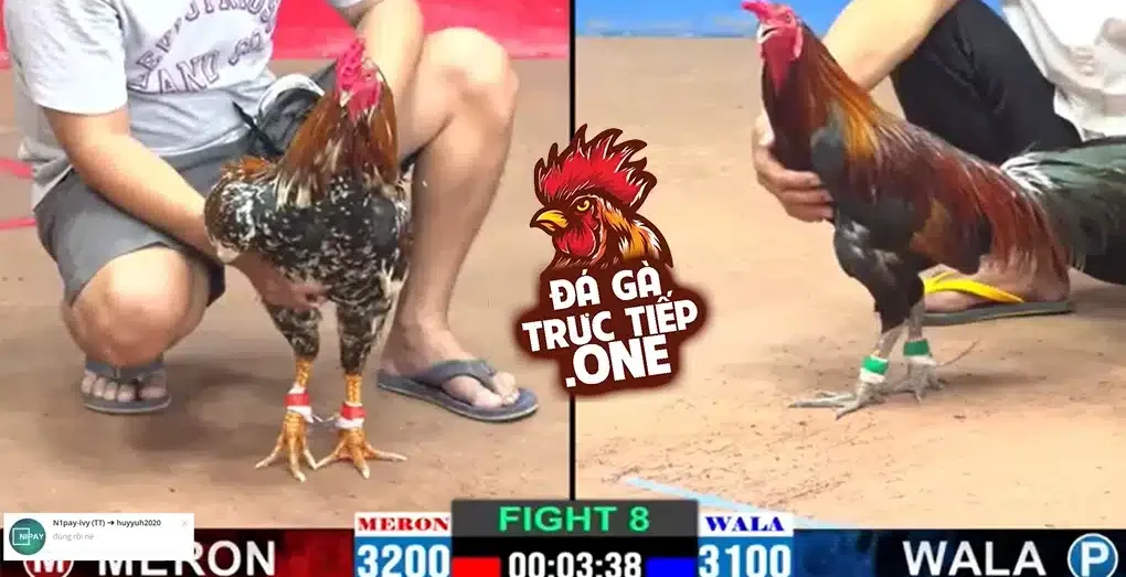 Đá gà Thomo được diễn ra công khai, không bị nghiêm cấm