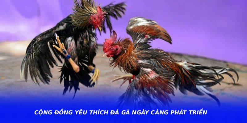 Cộng đồng yêu thích đá gà ngày càng phát triển