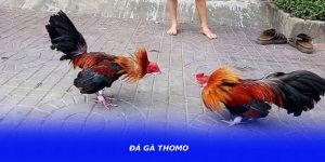 Đá Gà Thomo – Điểm Đến Thu Hút Người Đam Mê Đá Gà