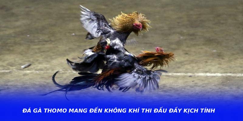 Đá Gà Thomo Mang Đến Không Khí Thi Đấu Đầy Kịch Tính