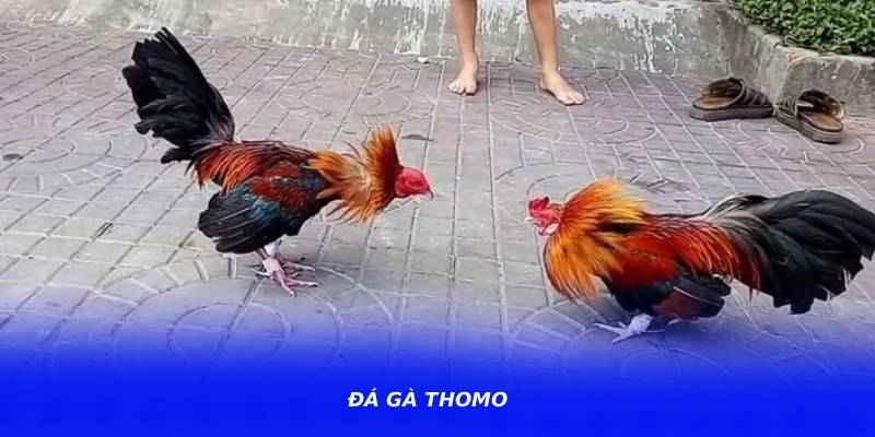Đá Gà Thomo – Điểm Đến Thu Hút Người Đam Mê Đá Gà